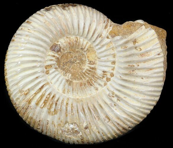 Perisphinctes Ammonite - Jurassic #46915